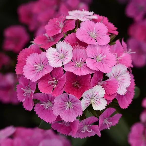 Premium Pink William Flower seeds for Planting Perfect for Borders, Heirloom & GMO Free Seeds for Home Garden seeds
