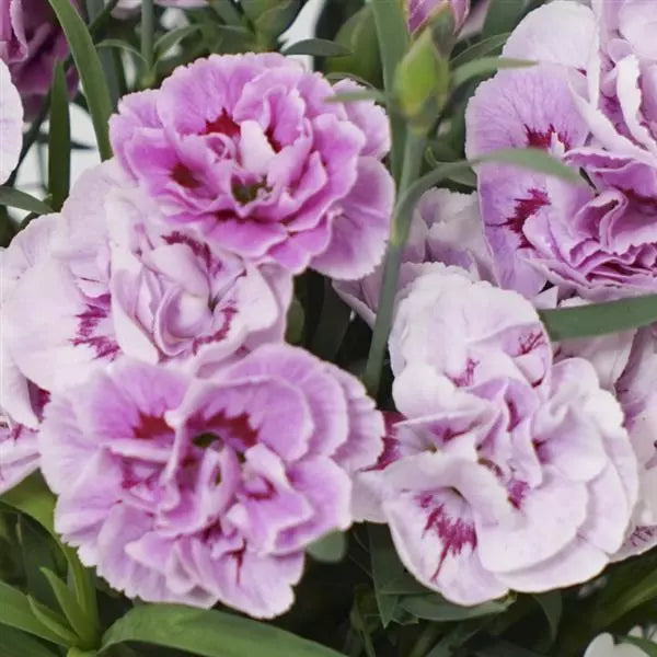 High quality Dianthus Lavender Flower seeds for Planting Cut Flower Favorite, Heirloom & GMO Free Seeds for Home Garden seeds pack