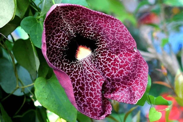 Aristolochia Elegans Flower seeds for Planting Hardy Variety Heirloom & GMO Free Seeds for Home Garden