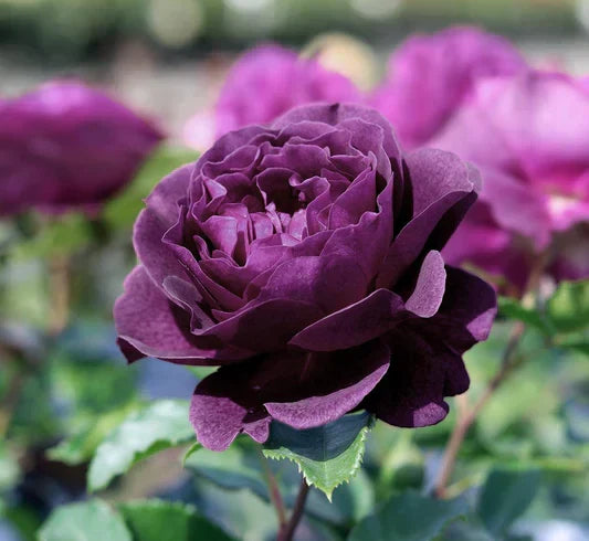 Dark Purple Rose Flower Seeds For Planting