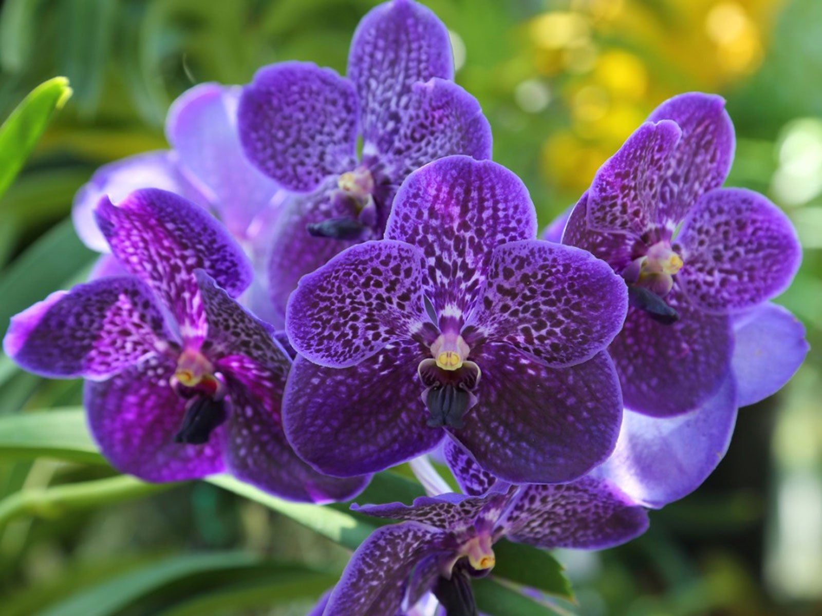 Violet Orchid Plant in Full Bloom