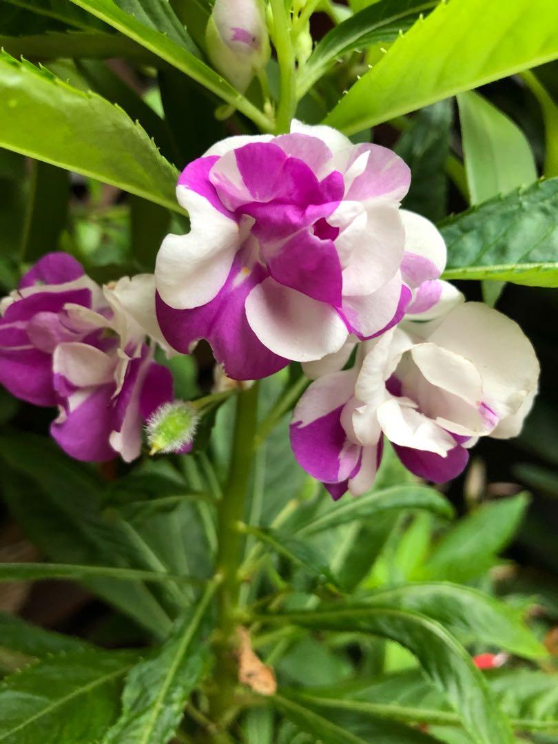 Blooming White Violet Balsam Camellia Flowers in Garden