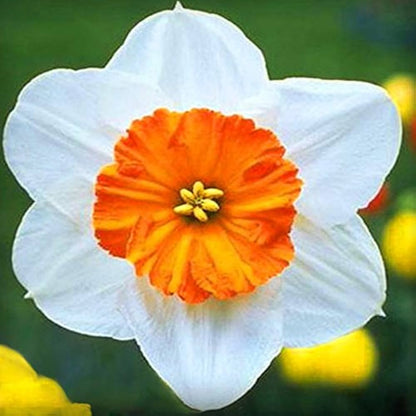 Blooming White and Yellow Daffodil Flowers in Garden
