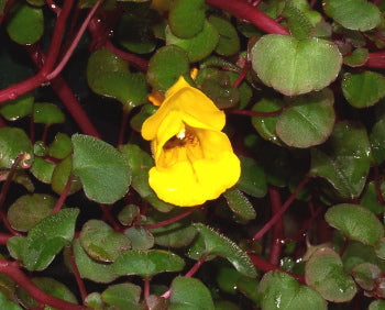 Blooming Yellow Balsam Flowers in Garden