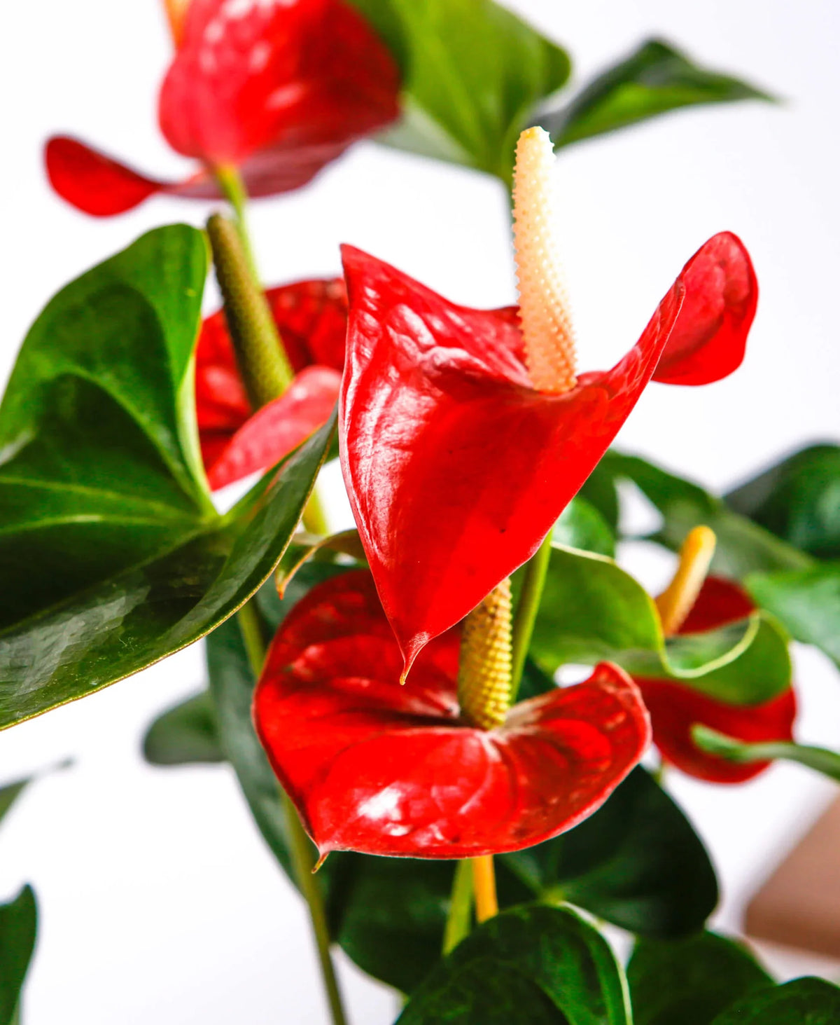Anthurium Flower seeds for Planting Compact Growth Heirloom & GMO Free Seeds for Home Garden