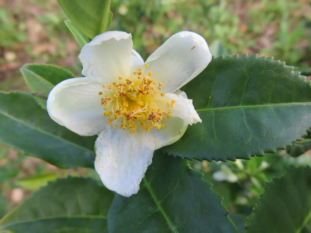 Premium White Camellia Sinensis Flower seeds for Planting Long Bloom Season, Heirloom & GMO Free Seeds for Home Garden seeds