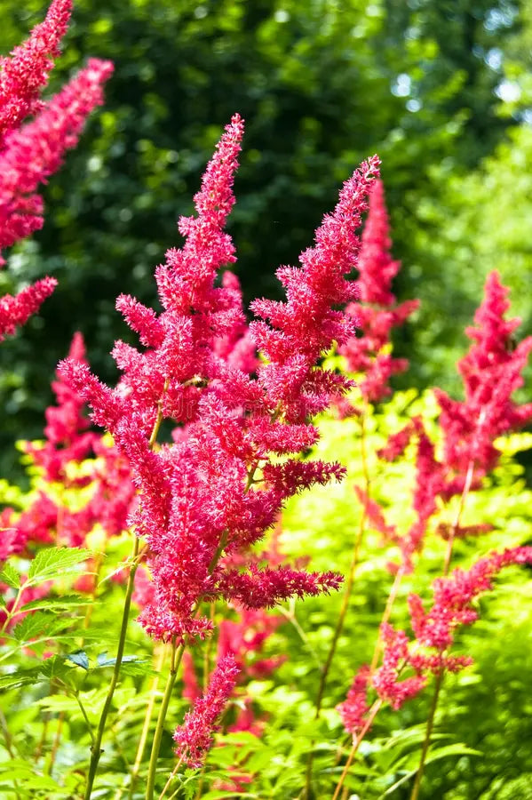 Astilbe Flower seeds for Planting Hardy Variety Heirloom & GMO Free Seeds for Home Garden