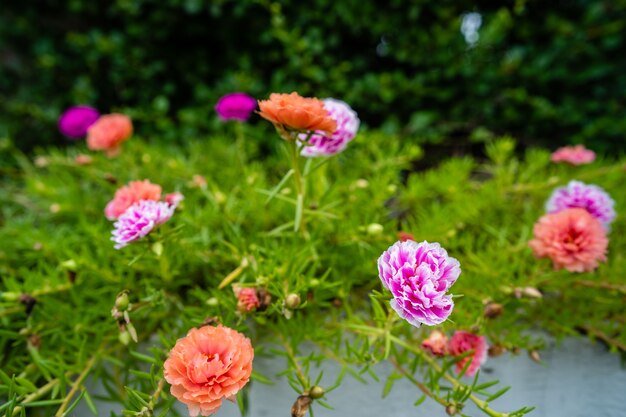Red Portulaca Flower seeds for Planting Cottage Garden Essential, Heirloom & GMO Free Seeds for Home Garden vegetable and garden seeds