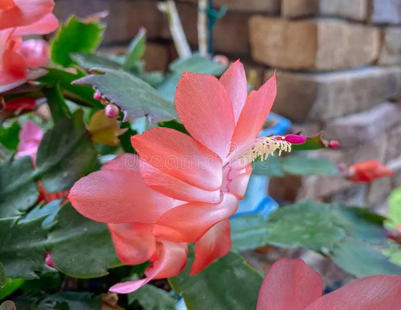 Peach Zygocactus Truncatus Flower seeds for Planting Easy to Grow, Heirloom & GMO Free Seeds for Home Garden seeds for planting
