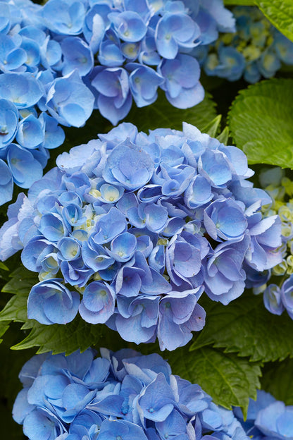 Sky Blue Hydrangea Seeds For Vibrant Flower Planting
