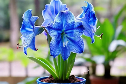 Premium Blue Hippeastrum Flower seeds for Planting Hardy Variety, Heirloom & GMO Free Seeds for Home Garden seeds