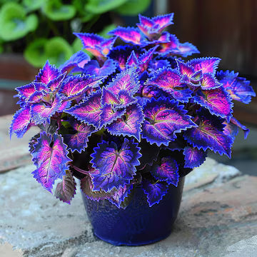 Blue Coleus Flower seeds for Planting Colorful Display, Heirloom & GMO Free Seeds for Home Garden vegetable and garden seeds