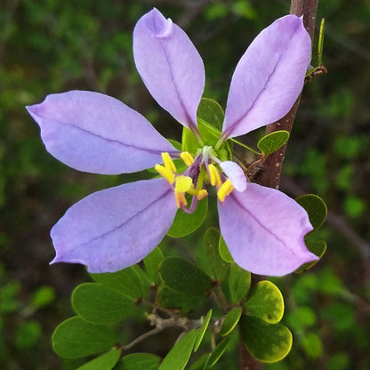 Blue Bauhinia Tree Seeds for Easy Planting