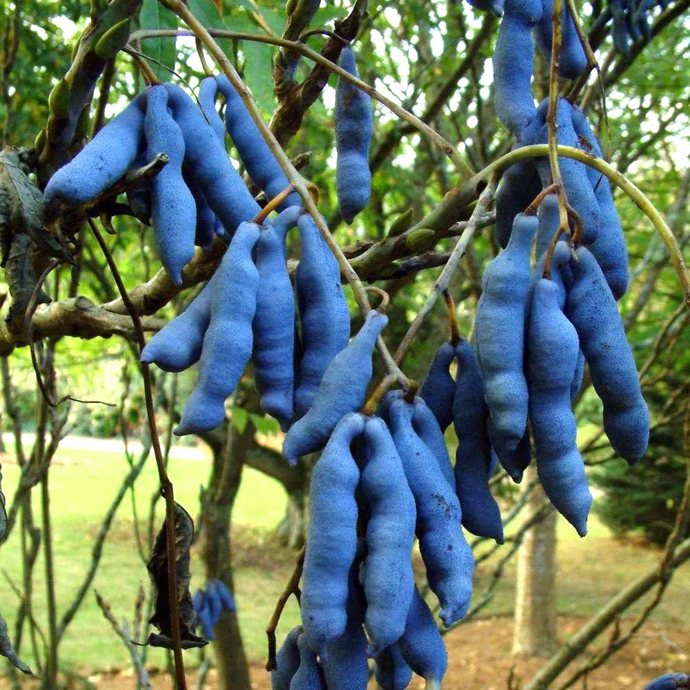 Blue Sausage Fruit (Decaisnea fargesii) Edible & Ornamental Tree Shrub Seeds