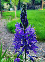 Blue Camas Growing in Wildflower Garden with Spring Blooms
