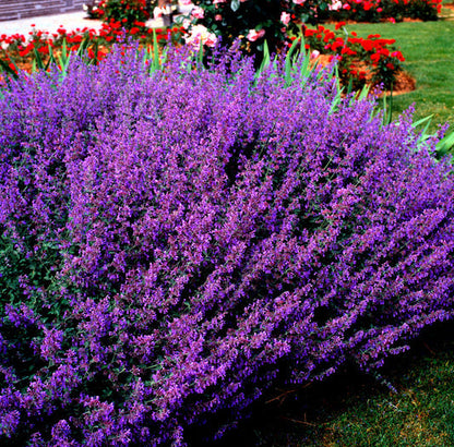 Blue Catmint Seeds – Nepeta mussinii Fragrant Blue Perennial Flowers