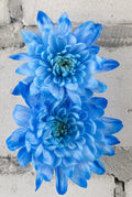 Sky Blue White Chrysanthemum Flower seeds for Planting Wildflower Mix, Heirloom & GMO Free Seeds for Home Garden seeds for planting