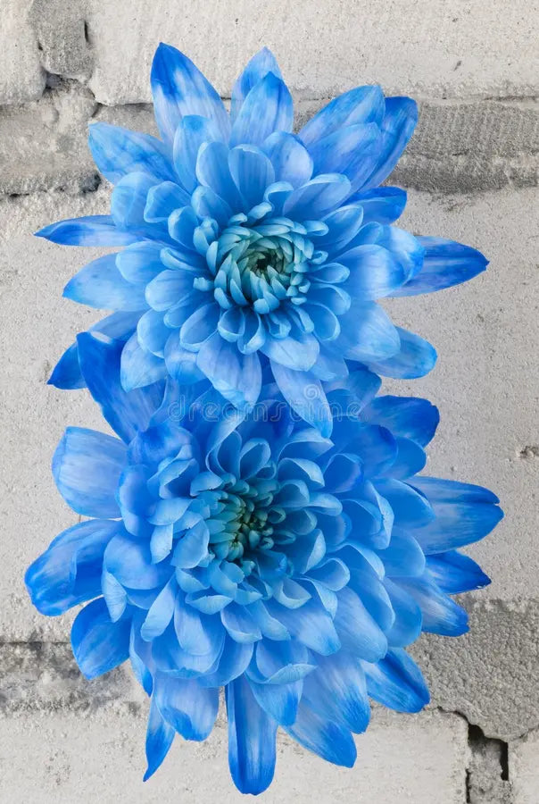 Sky Blue White Chrysanthemum Flower seeds for Planting Wildflower Mix, Heirloom & GMO Free Seeds for Home Garden seeds for planting