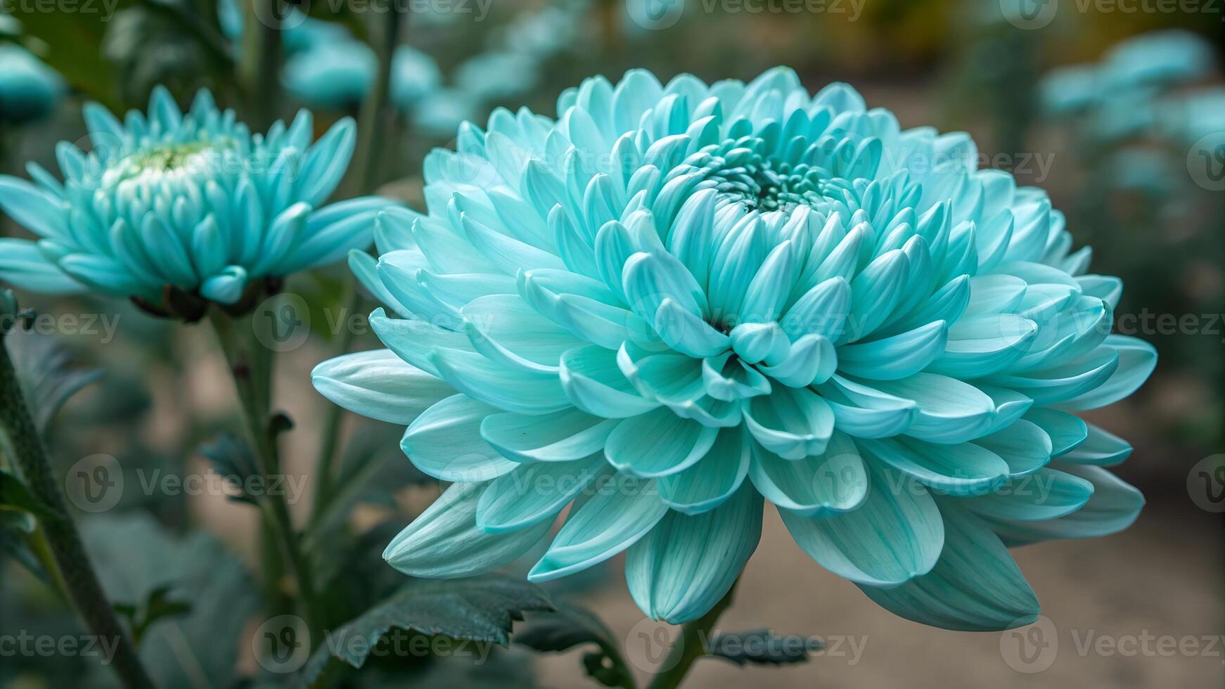 Light Blue Chrysanthemum Flower seeds for Planting Easy to Grow, Heirloom & GMO Free Seeds for Home Garden seeds for planting