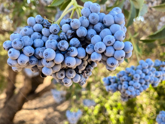 Blue Elderberry Seeds – Sambucus cerulea Non-GMO Edible Berry Shrub