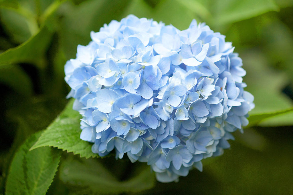 Premium Sky Blue Hydrangea Flower seeds for Planting Fragrant Blossoms, Heirloom & GMO Free Seeds for Home Garden seeds