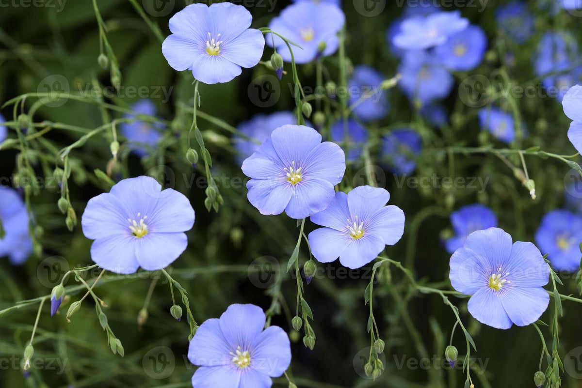 Usitatissimum Flower seeds for Planting - Bright Blooms, Heirloom & GMO Free Seeds for Home Garden