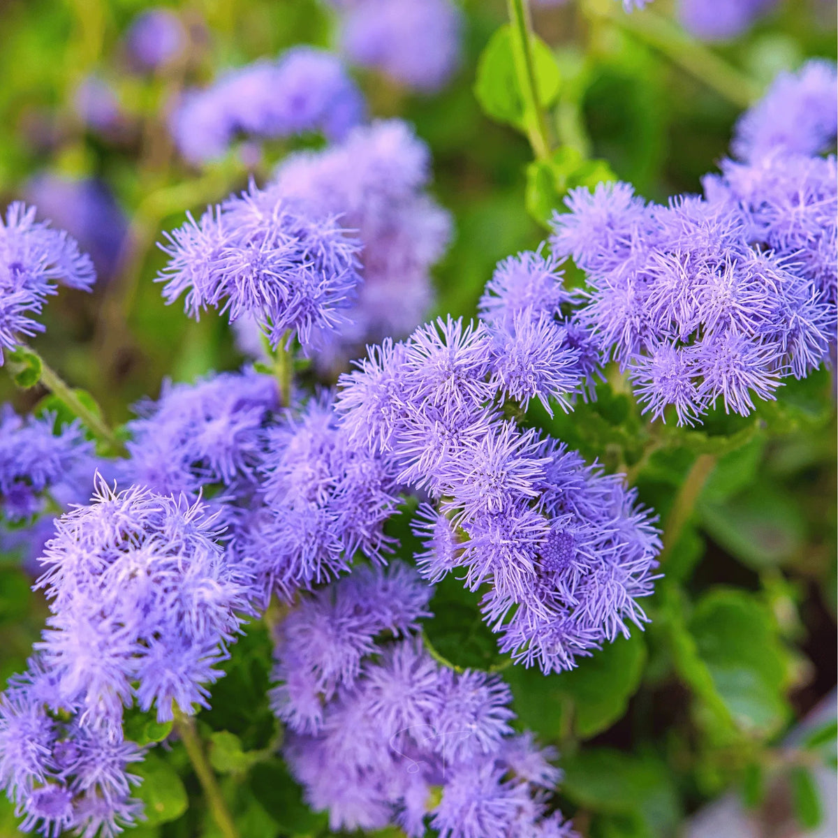 Heirloom Ageratum Flower seeds for Planting Perfect for Borders Heirloom & GMO Free Seeds for Home Garden