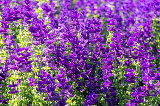 Blue Monday Clary Sage plant with blue and violet flowers in garden