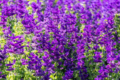 Blue Monday Clary Sage plant with blue and violet flowers in garden