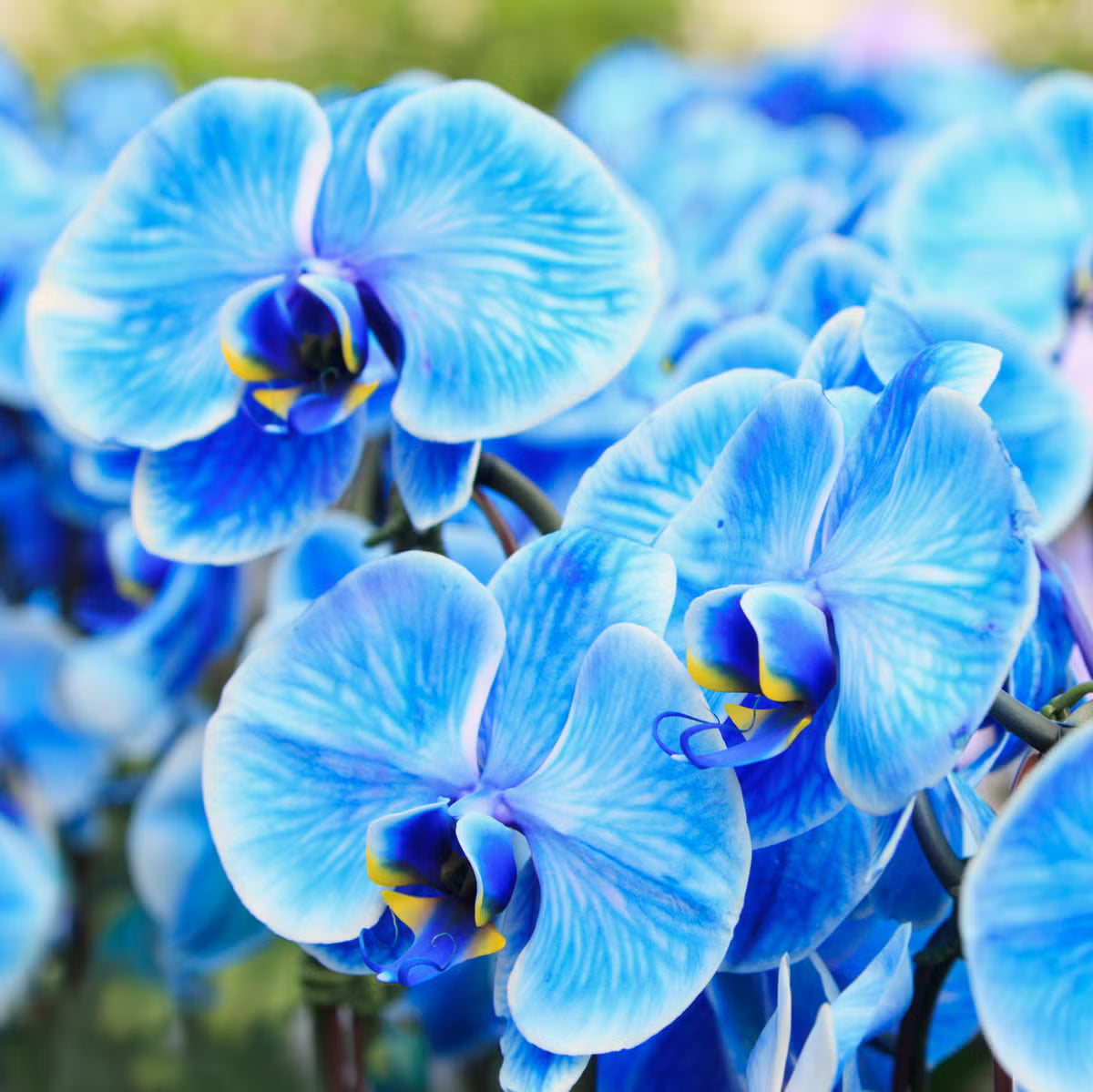 High quality Blue Butterfly Orchid Flower seeds for Planting Hardy Variety, Heirloom & GMO Free Seeds for Home Garden seeds pack