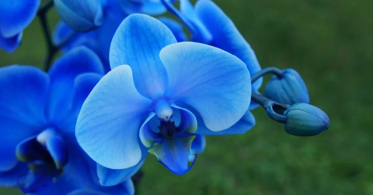 Futaba Blue Butterfly Orchid Flower seeds for Planting Hardy Variety, Heirloom & GMO Free Seeds for Home Garden vegetable and garden seeds
