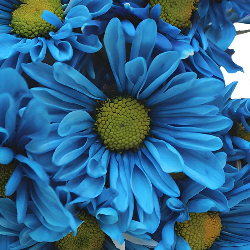 Blue Osteospermum Seeds for Planting