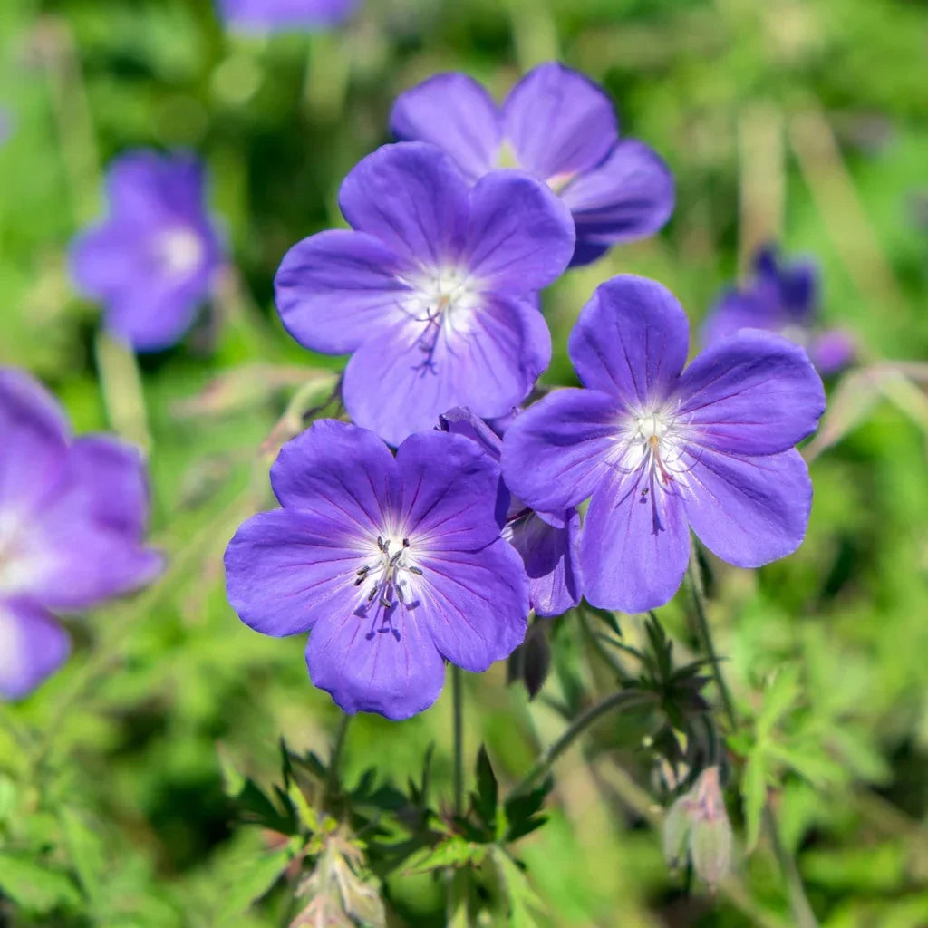 Blue Pelargonium Flower Seeds for Planting