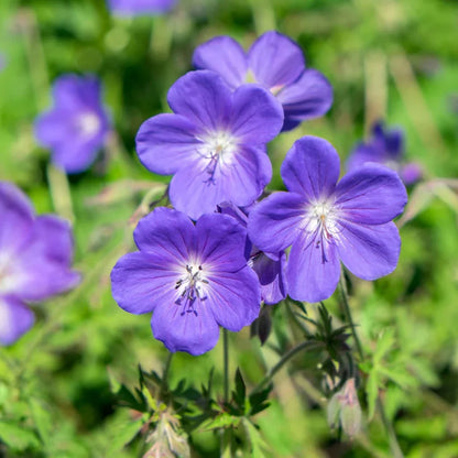 Blue Pelargonium Flower Seeds for Planting