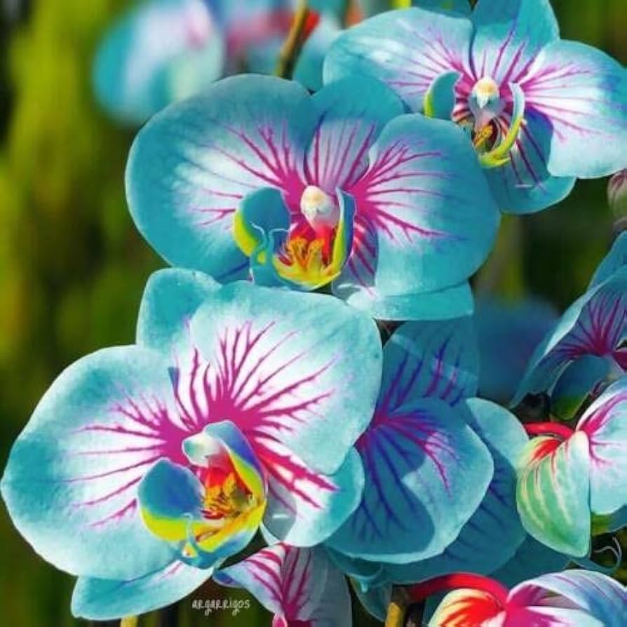 Blue and Pink Orchid Flower Seeds for Planting