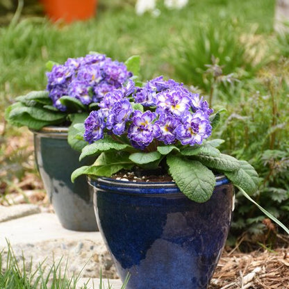 Heirloom Primrose Flower seeds for Planting Fragrant Blossoms Heirloom & GMO Free Seeds for Home Garden