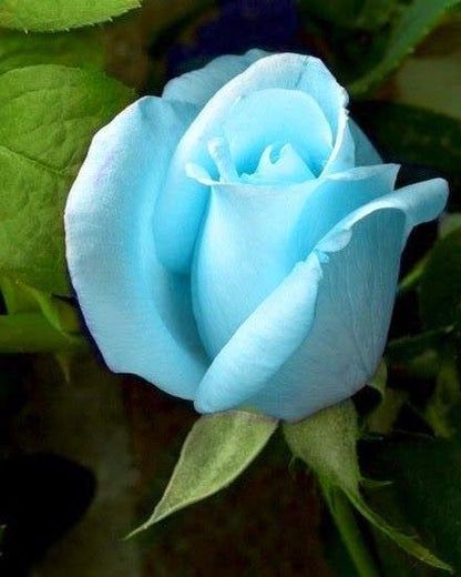 Sky Blue Roses growing in decorative pots