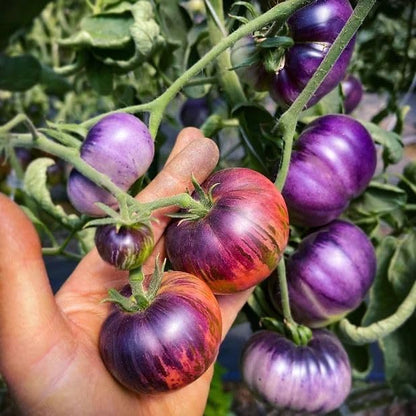 Blue Tomato seeds for home vegetable garden planting