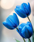 Tulip Blue Flower seeds for Planting Hardy Variety, Heirloom & GMO Free Seeds for Home Garden seeds for planting