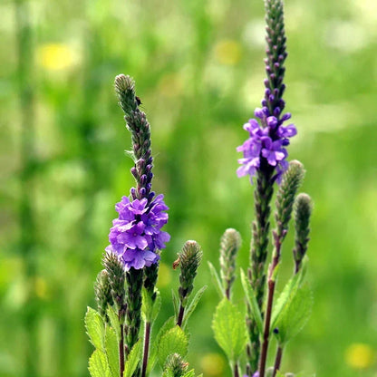 Blue Verbena Seeds for Planting – Non-GMO Flower Seeds