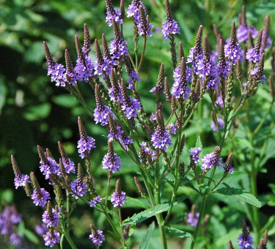 Blue Verbena Hastata Flower seeds for Planting Colorful Display, Heirloom & GMO Free Seeds for Home Garden vegetable and garden seeds