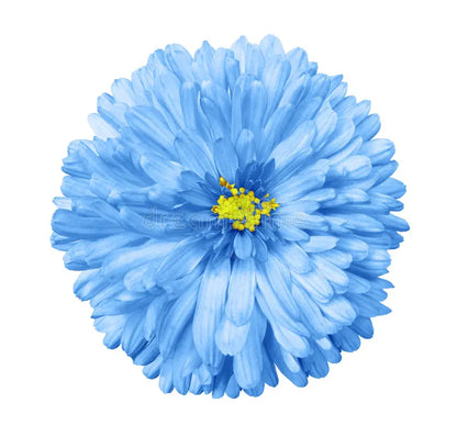 Classic Blue and White Aster Seeds