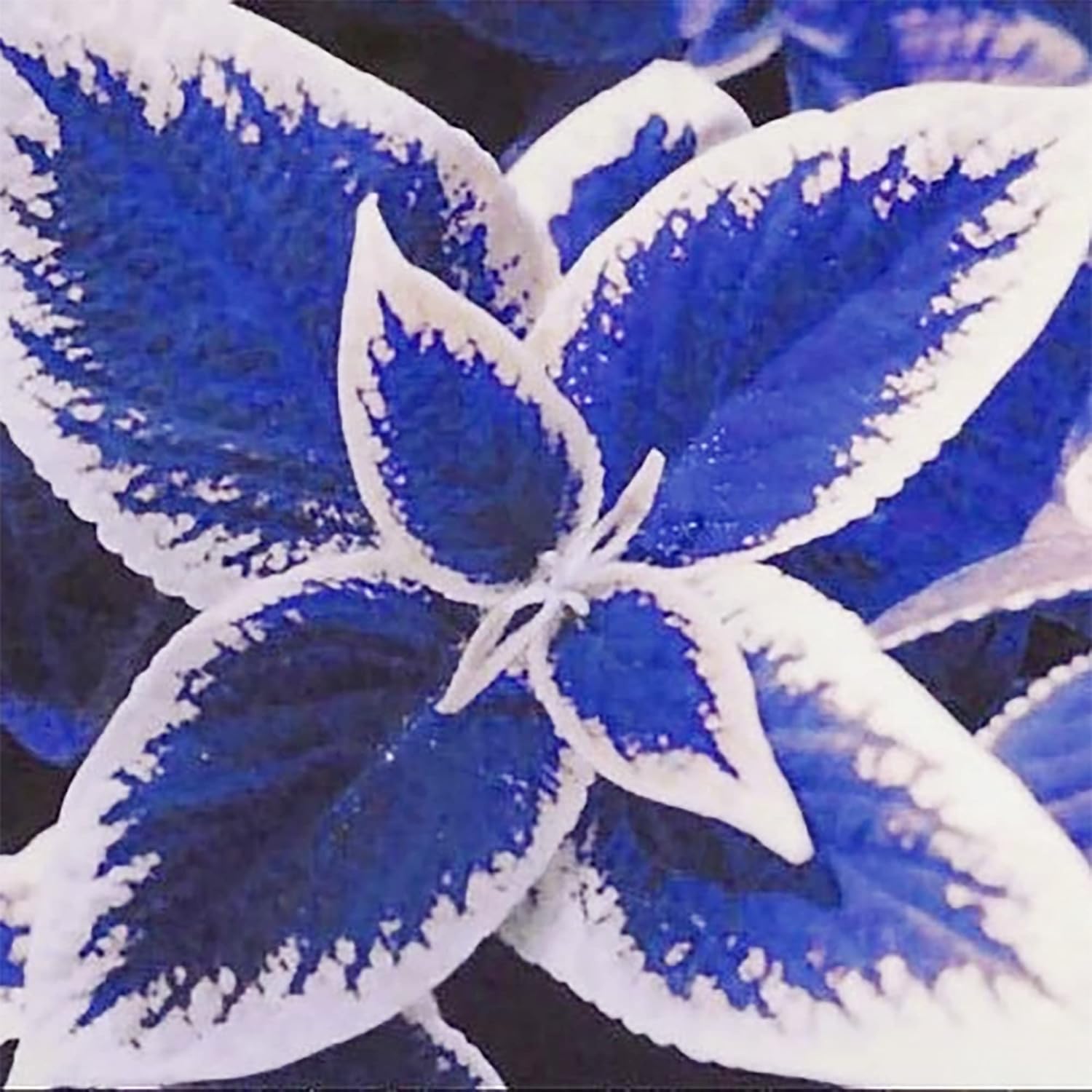 Blue and White Coleus Seeds for Planting