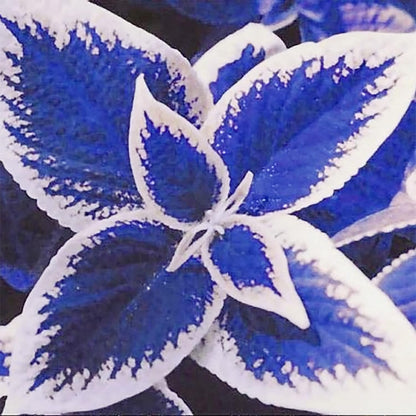 Blue and White Coleus Seeds for Planting