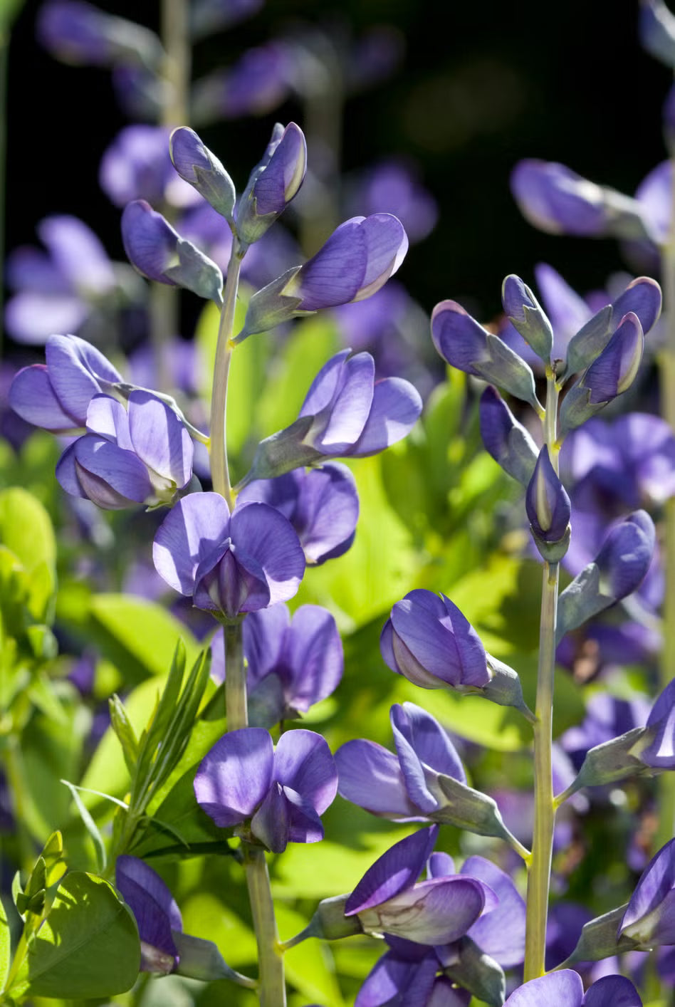 Blue False Indigo Flower seeds for Planting Easy to Grow, Heirloom & GMO Free Seeds for Home Garden vegetable and garden seeds