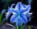Blue Hippeastrum Flower seeds for Planting Hardy Variety, Heirloom & GMO Free Seeds for Home Garden seeds for planting