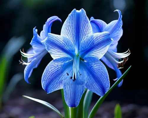Blue Hippeastrum Flower seeds for Planting Hardy Variety, Heirloom & GMO Free Seeds for Home Garden seeds for planting