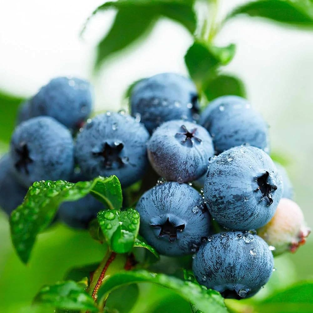 Blueberry seedlings germination and planting guide