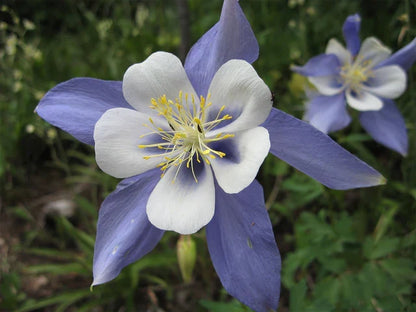 Columbine Flower seeds for Planting Wildflower Mix Heirloom & GMO Free Seeds for Home Garden