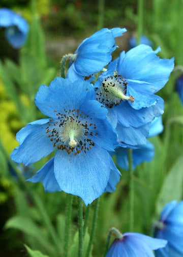 High quality Himalayan Flower seeds for Planting Vibrant Colors, Heirloom & GMO Free Seeds for Home Garden seeds pack